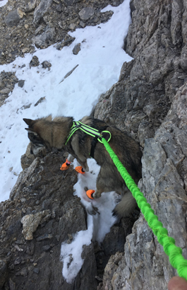 Bergtouren mit Hund, Bungeeleine